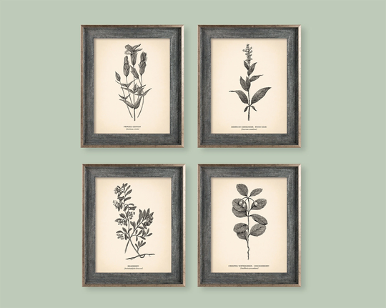 8x10'' Vintage Botanical Prints Set Of 4 Poster Wildflower Print Flower Art Neutral Decor
