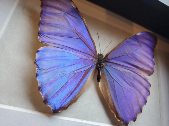 Morpho Aurora Bright Blue Butterfly Lepidoptera Displayed Double Glass Frame Shadowbox