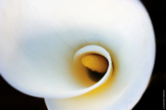 Calla Lily 2008 | Macro Flower Photography, Botanical, Art Print