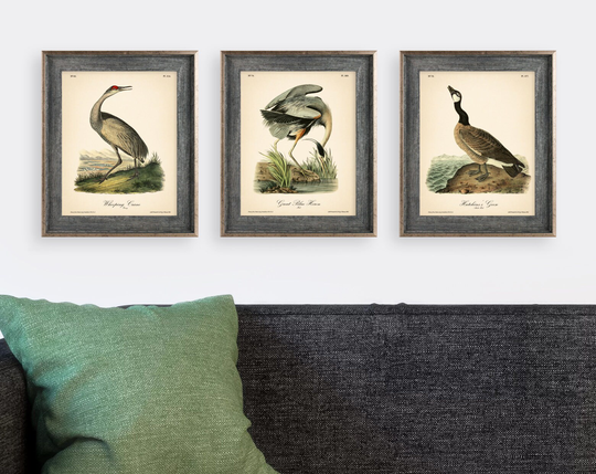 8x10'' 3 Vintage Prints Audubon Birds 8x10 Inches Wall Art Decor Rustic Antique Book Of America Botanical Prints Set Heron