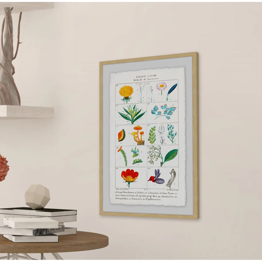 Botany French 2 - Picture Frame Graphic Art Print on Paper