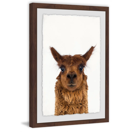 Staring Llama - Picture Frame Graphic Art Print on Paper