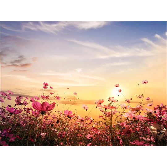 Summer Meadow Graphic Art Print on Canvas