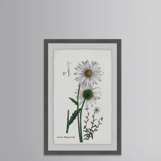 White Daisy III - Picture Frame Graphic Art Print on Paper