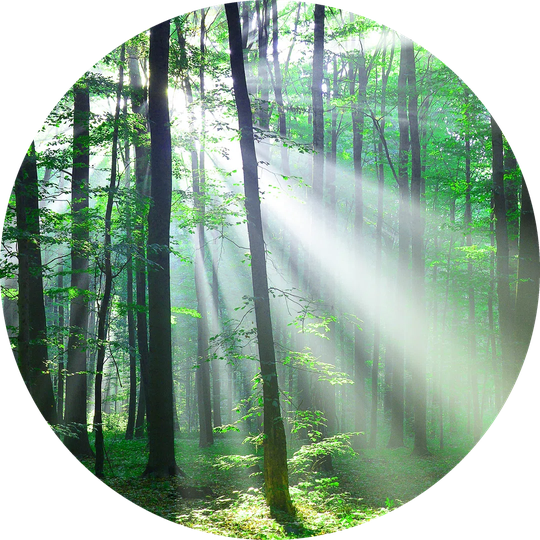 Forest Harmony III Graphic Art on Glass