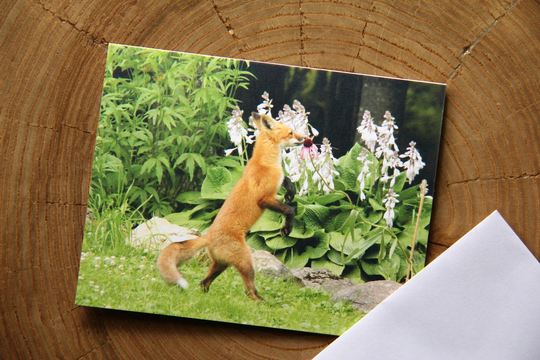 Flower - Fox Kits 1 Blank Note Card C29