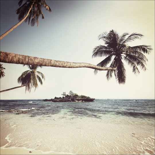 Palms On Beach I Graphic Art Print on Canvas