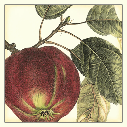 Graphic Apple by Vision Studio - Wrapped Canvas Graphic Art