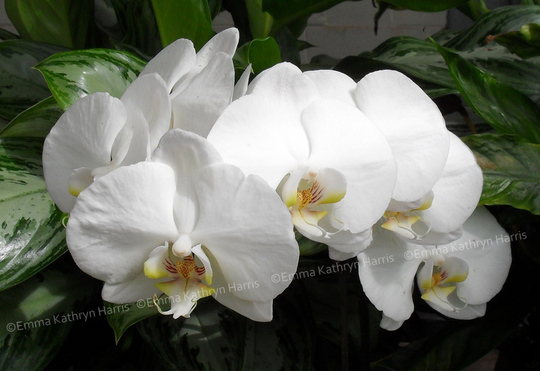 White Orchids Flower Horizontal Photo Wall Art Photography, Matted Print To Order