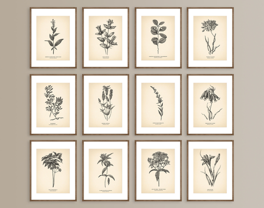 8x10'' Vintage Botanical Prints Set Of 12 Poster Wildflower Print Flower Art Neutral Decor