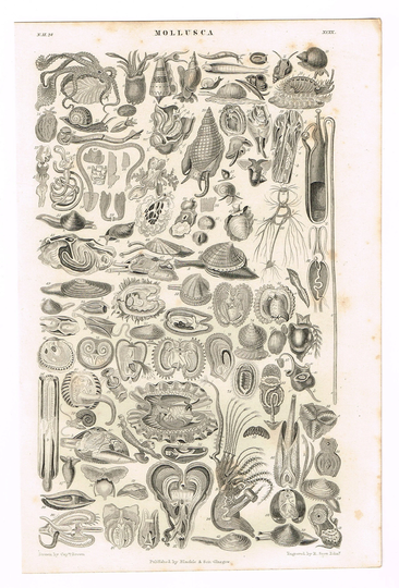 Original Antique Print 1864 Zoology Natural History Sea Life Creatures Mollusk Mollusca Squid 6.25x9.5