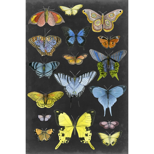 Graphic Butterfly Taxonomy II by Naomi McCavitt - Wrapped Canvas Graphic Art
