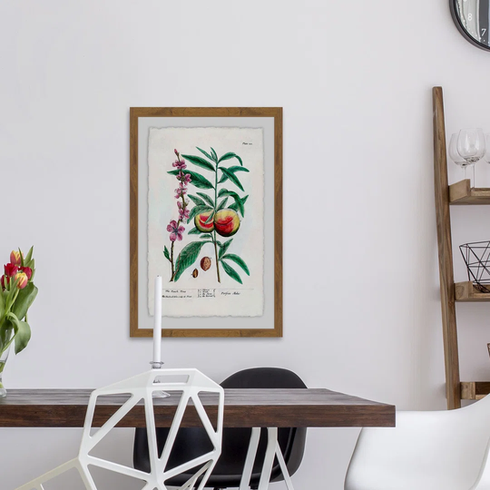 Fruit Persica - Picture Frame Graphic Art Print on Paper