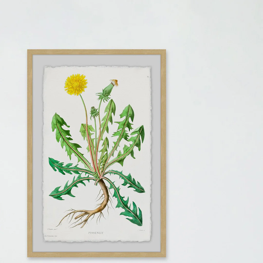 Yellow Dandelion - Picture Frame Graphic Art Print on Paper