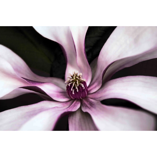 Intimate Bloom by Leda Robertson - Wrapped Canvas Graphic Art Print