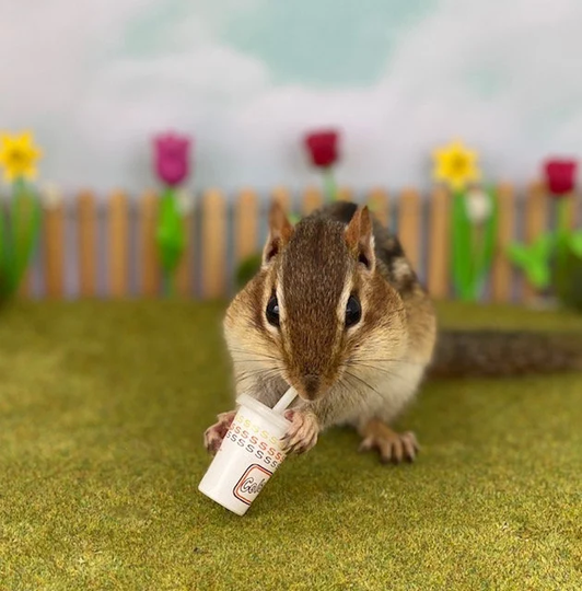 Chipmunk Soda Notecard