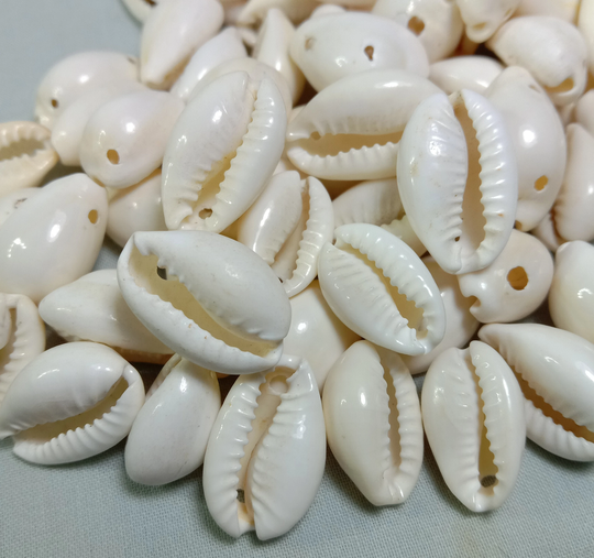Cowrie Shell, Best Quality Natural Shell Loose With Two Holes, Bulk Seashell, Cowrie For Jewelry & Craft Supply 14 To 18 Mm