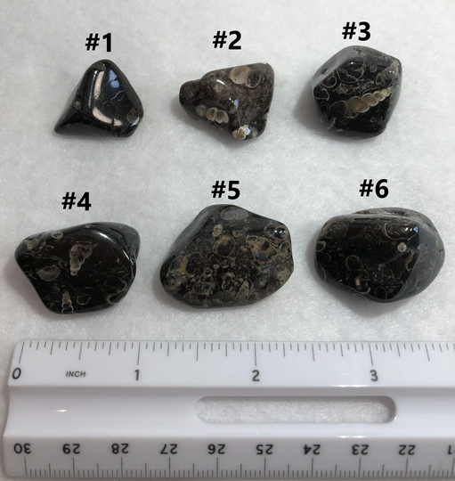 Turritella Agate | Tumbled