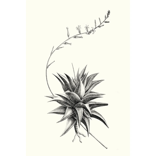 Graphic Succulents III by Vision Studio - Wrapped Canvas Graphic Art Print