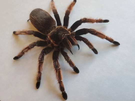 Brachypelma Klaasi Mexican Pink Tarantula Bird Eater Spider Arachnid Shadowbox Display
