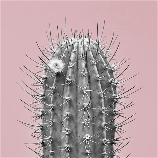 Cactus I Graphic Art Print on Canvas
