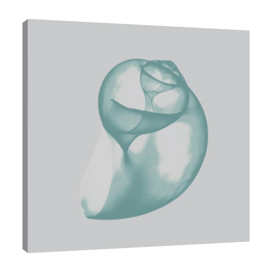 Aquifer Water Snail - Wrapped Canvas Graphic Art Print
