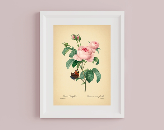 8x10'' Vintage Rose Print Botanical Poster Vintage Art Neutral Decor Antique Book Page Pink Flower Butterfly