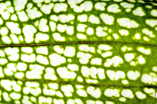 Whitetop Pitcher Plant 2012 | Macro Flower Photography, Botanical, Art Print