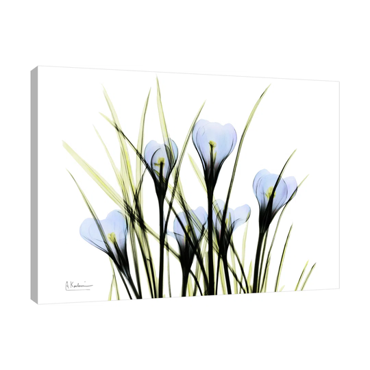 Bunched Crocus C38 - Wrapped Canvas Graphic Art Print on Canvas