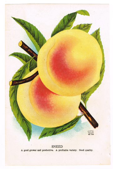 Original Antique Chromolithograph Print Plate 1906 Botanical Nursery Sample Fruit Double Sided Sneed Peach